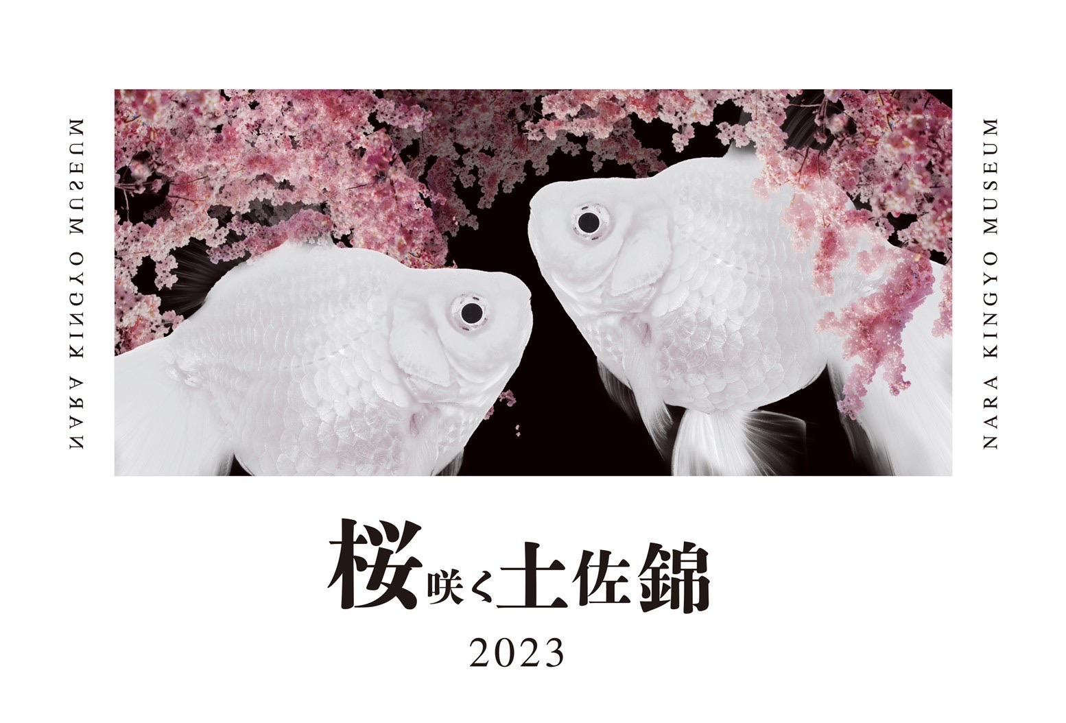 春イベント『桜咲く土佐金-2023』 | 奈良県奈良市にある常設金魚