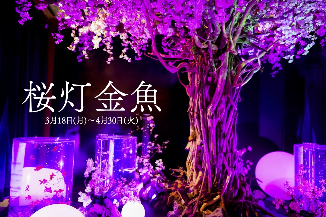 春イベント『桜灯金魚』 | 奈良県奈良市にある常設金魚ミュージアム